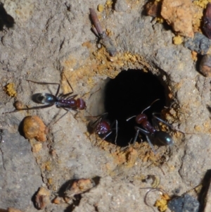 Iridomyrmex purpureus at Parkes, ACT - 31 Mar 2018 04:08 PM