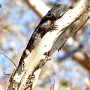 Pogona barbata at Deakin, ACT - 30 Mar 2018