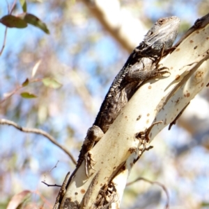 Pogona barbata at Deakin, ACT - 30 Mar 2018