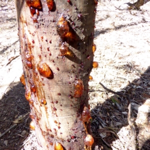 Acacia mearnsii at Deakin, ACT - 28 Mar 2018