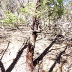 Acacia mearnsii at Deakin, ACT - 28 Mar 2018