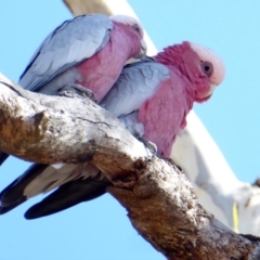 Eolophus roseicapilla (Galah) at Hughes, ACT - 29 Mar 2018 by JackyF