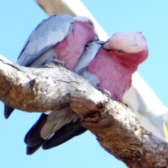 Eolophus roseicapilla at Hughes, ACT - 30 Mar 2018 09:58 AM