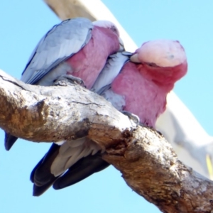 Eolophus roseicapilla at Hughes, ACT - 30 Mar 2018 09:58 AM