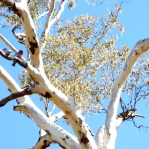 Eolophus roseicapilla at Hughes, ACT - 30 Mar 2018 09:58 AM