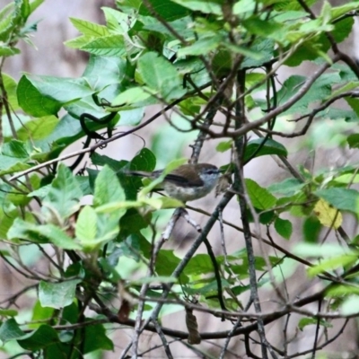 Gerygone mouki (Brown Gerygone) at Eden, NSW - 30 Mar 2018 by RossMannell