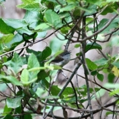 Gerygone mouki at Eden, NSW - 31 Mar 2018 08:42 AM