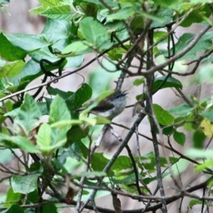 Gerygone mouki at Eden, NSW - 31 Mar 2018 08:42 AM