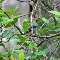 Gerygone mouki at Eden, NSW - 31 Mar 2018 08:42 AM