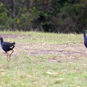 Porphyrio melanotus at Eden, NSW - 31 Mar 2018 09:29 AM