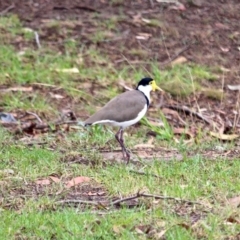 Vanellus miles (Masked Lapwing) at Eden, NSW - 30 Mar 2018 by RossMannell