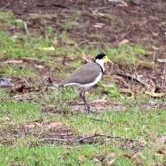 Vanellus miles (Masked Lapwing) at Eden, NSW - 31 Mar 2018 by RossMannell