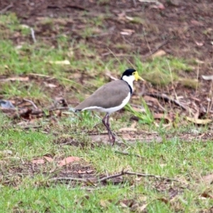 Vanellus miles at Eden, NSW - 31 Mar 2018