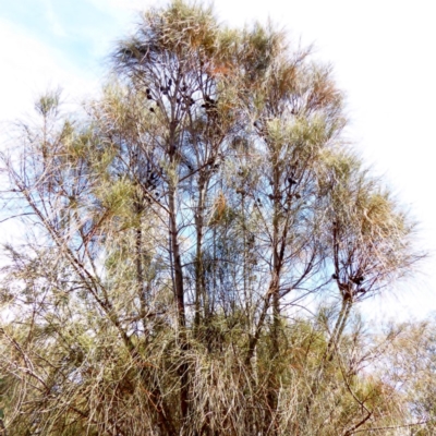 Allocasuarina verticillata (Drooping Sheoak) at Red Hill Nature Reserve - 1 Apr 2018 by JackyF