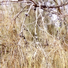 Allocasuarina verticillata at Red Hill, ACT - 1 Apr 2018