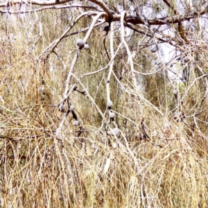 Allocasuarina verticillata at Red Hill, ACT - 1 Apr 2018