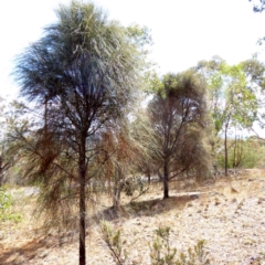 Allocasuarina verticillata at Red Hill, ACT - 1 Apr 2018