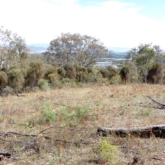 Allocasuarina verticillata at Red Hill, ACT - 1 Apr 2018