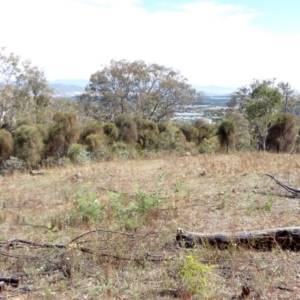 Allocasuarina verticillata at Red Hill, ACT - 1 Apr 2018