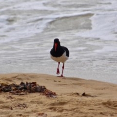 Haematopus longirostris (Australian Pied Oystercatcher) at Eden, NSW - 31 Mar 2018 by RossMannell