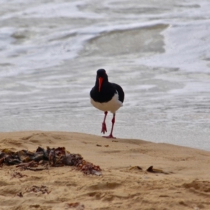 Haematopus longirostris at Eden, NSW - 31 Mar 2018