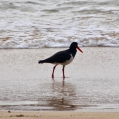 Haematopus longirostris at Eden, NSW - 31 Mar 2018