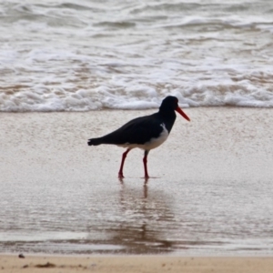 Haematopus longirostris at Eden, NSW - 31 Mar 2018