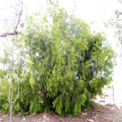 Exocarpos cupressiformis at Red Hill, ACT - 1 Apr 2018