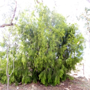 Exocarpos cupressiformis at Red Hill, ACT - 1 Apr 2018 11:28 AM