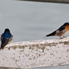 Hirundo neoxena (Welcome Swallow) at Eden, NSW - 30 Mar 2018 by RossMannell