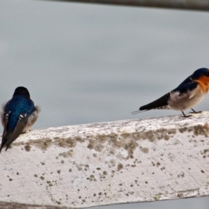 Hirundo neoxena at Eden, NSW - 31 Mar 2018 09:42 AM