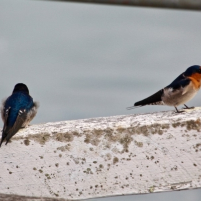 Hirundo neoxena (Welcome Swallow) at Eden, NSW - 30 Mar 2018 by RossMannell