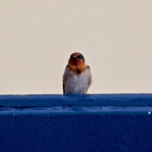 Hirundo neoxena at Eden, NSW - 31 Mar 2018 09:42 AM