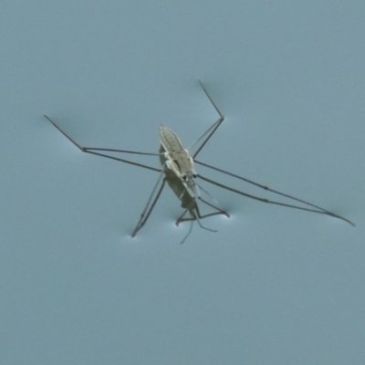 Aquarius antigone (Water strider, pond skater) at Gigerline Nature Reserve - 8 Mar 2018 by michaelb