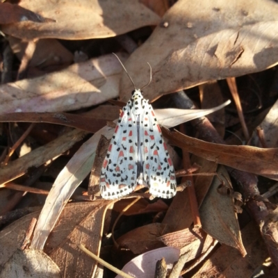 Utetheisa lotrix (Crotalaria Moth) at Kambah, ACT - 2 Apr 2018 by MatthewFrawley