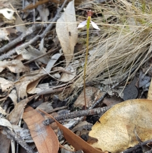 Eriochilus cucullatus at Paddys River, ACT - suppressed