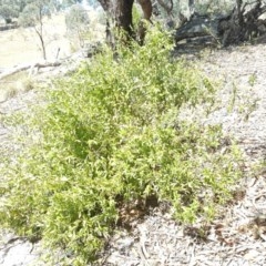 Billardiera heterophylla (Western Australian Bluebell Creeper) at Wanniassa Hill - 2 Apr 2018 by Mike