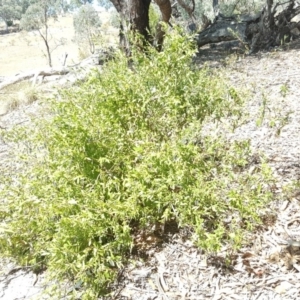 Billardiera heterophylla at Jerrabomberra, ACT - 2 Apr 2018