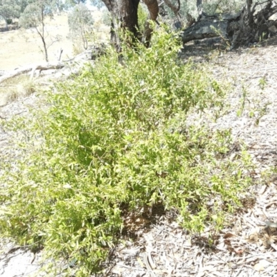 Billardiera heterophylla (Western Australian Bluebell Creeper) at Wanniassa Hill - 2 Apr 2018 by Mike