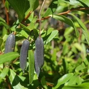 Billardiera heterophylla at Jerrabomberra, ACT - 2 Apr 2018