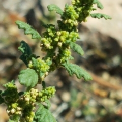 Dysphania pumilio at Wanniassa Hill - 2 Apr 2018 11:32 AM