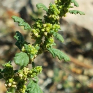 Dysphania pumilio at Wanniassa Hill - 2 Apr 2018