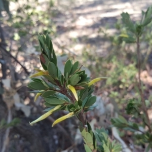 Styphelia triflora at Wanniassa Hill - 2 Apr 2018