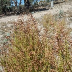 Cassinia sifton (Sifton Bush, Chinese Shrub) at Wanniassa Hill - 2 Apr 2018 by Mike