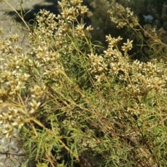 Cassinia quinquefaria (Rosemary Cassinia) at Wanniassa Hill - 2 Apr 2018 by Mike