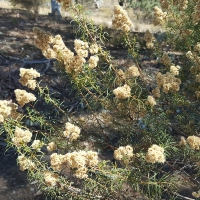 Cassinia quinquefaria (Rosemary Cassinia) at Wanniassa Hill - 2 Apr 2018 by Mike