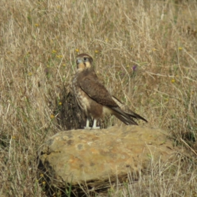 Falco berigora (Brown Falcon) at Uriarra, NSW - 1 Apr 2018 by KumikoCallaway