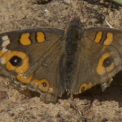 Junonia villida (Meadow Argus) at Majura, ACT - 31 Mar 2018 by jb2602