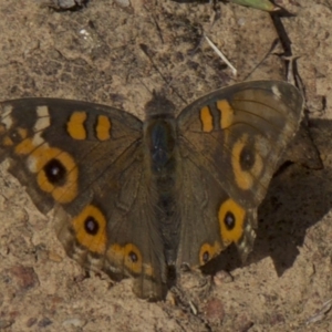 Junonia villida at Majura, ACT - 31 Mar 2018