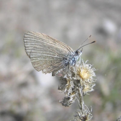 Zizina otis (Common Grass-Blue) at Kambah, ACT - 31 Mar 2018 by MatthewFrawley